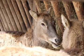 The light donkey eating straw and looking on him friends