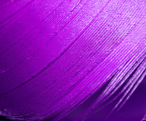 Naklejka premium Purpurowe pióro jako abstrakcyjne tło