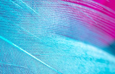 Fototapeta premium Blue and pink feathers as a background