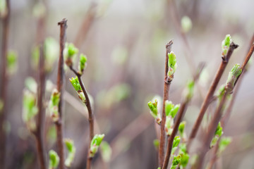 Fresh young greenery leaves tree branch. Spring time and new life concept. Soft focus, macro view shallow depth field.