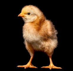 Young chick against a black background.