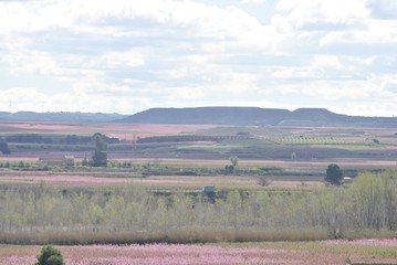 Paisaje con melocotoneros en flor, frutales, rosa, en primavera