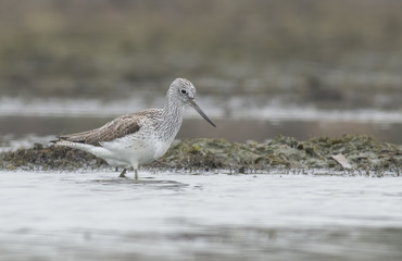 Common Greenshank (Tringa nebularia)