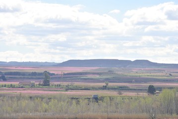 Paisaje con melocotoneros en flor, frutales, rosa, en primavera