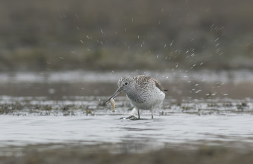 Common Greenshank (Tringa nebularia)