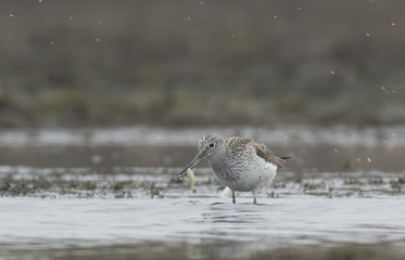 Common Greenshank (Tringa nebularia)