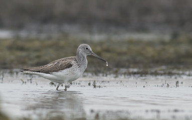Common Greenshank (Tringa nebularia)