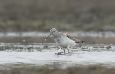 Common Greenshank (Tringa nebularia)