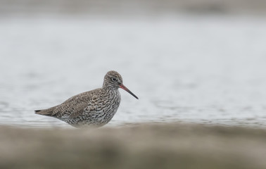 Common redshank