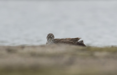 Green sandpiper