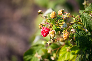 Ripe raspberries on a bush in the garden