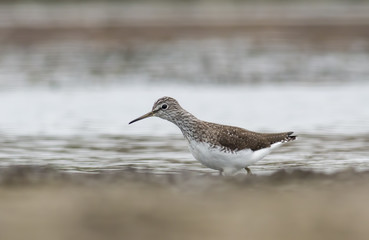 Green sandpiper