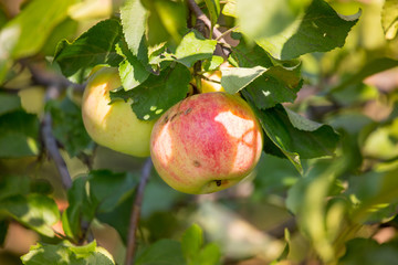 Ripe apple on a tree in the garden