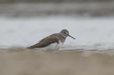 Green sandpiper