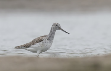 Common Greenshank (Tringa nebularia)