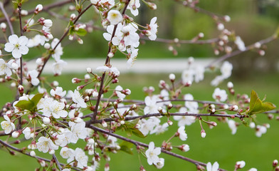 fresh white cherry flowers on a blurred green garden background.