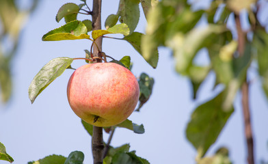 Ripe apple on a tree in the garden