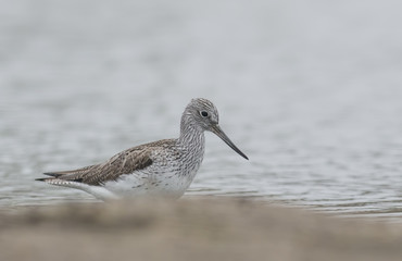 Common Greenshank (Tringa nebularia)