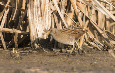 Spotted Crake