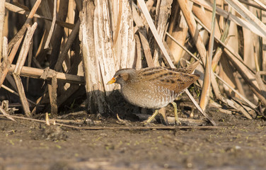 Spotted Crake