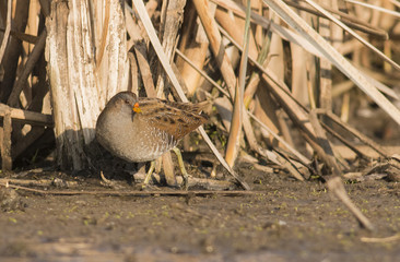 Spotted Crake