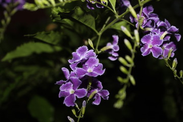 Purple Flowers 