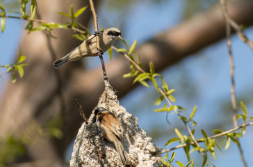 Penduline Tit