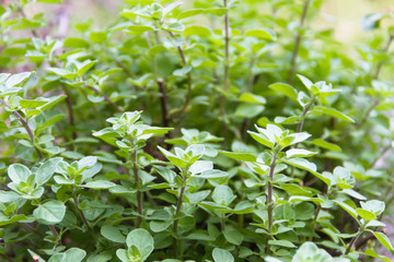 detail of oregano plants in the organic garden