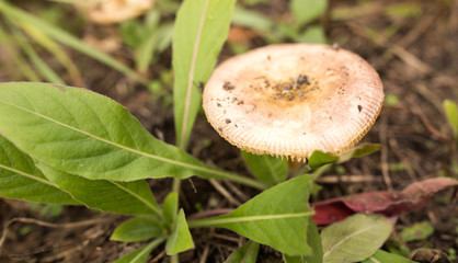 Edible fungus grows in the woods