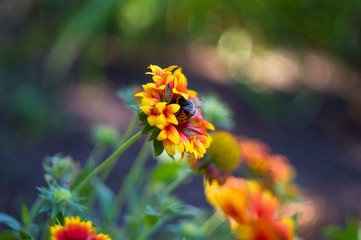 pollination by bees colorful flowers Gaillardia in the garden