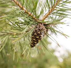 Cones on a pine in the woods