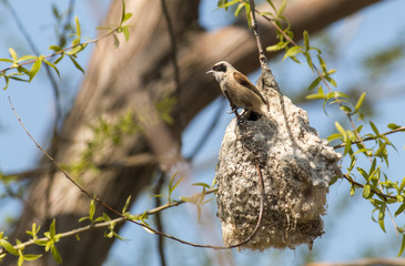 Penduline Tit