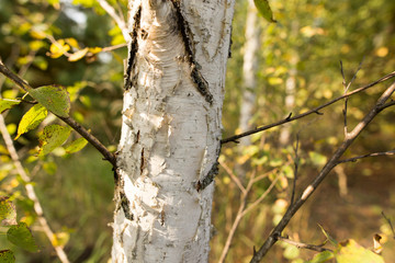 Birches in the open air in the forest