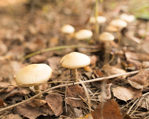 Inedible fungus grows in the woods outdoors