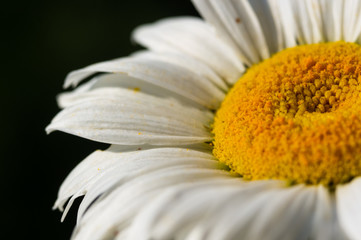 Obraz premium Blooming camomile, selective focus