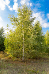 Birches in the open air in the forest