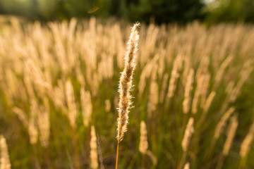 Dry yellow grass in the open air