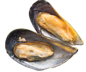 Mussels in the sink over white background