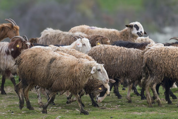 Flock of sheep in the field