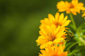 bouquet of bright yellow flowers Heliopsis helianthoides