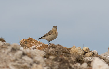 Isabelline Wheatear