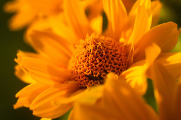 bouquet of bright yellow flowers Heliopsis helianthoides