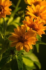 bouquet of bright yellow flowers Heliopsis helianthoides