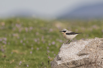 Northern Wheatear
