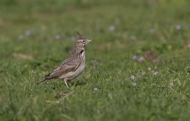 Fototapeta premium Crested Lark