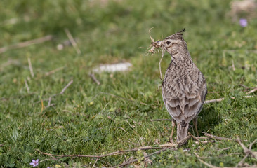 Crested Lark