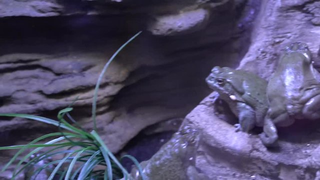 FROGS