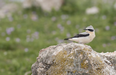 Northern Wheatear