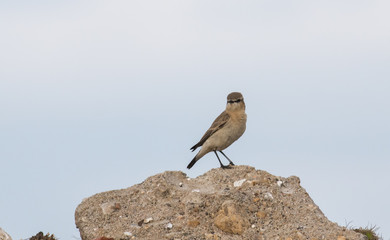 Isabelline Wheatear