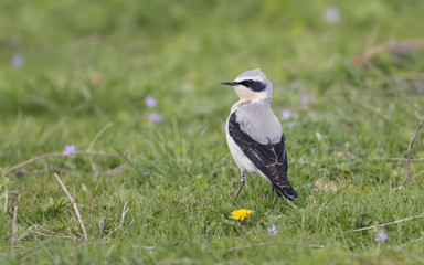 Northern Wheatear
